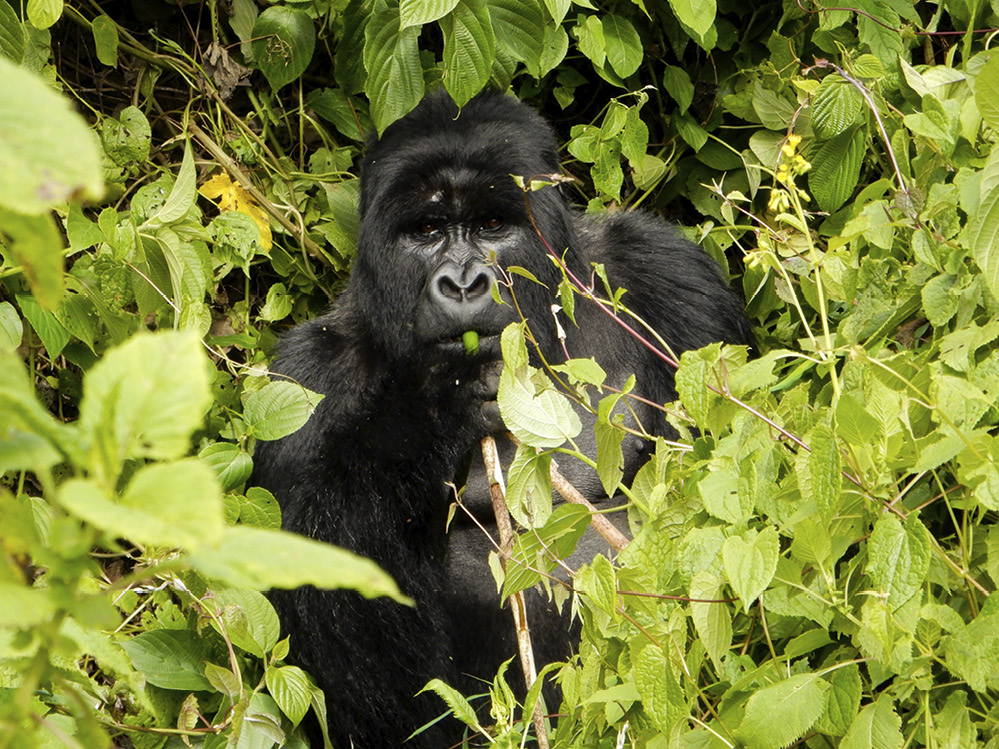 Berggorillas in den Virunga-Wäldern Familie 5 